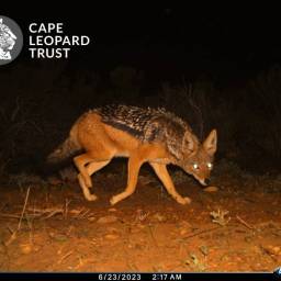 Black-backed jackal